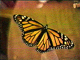a butterfly